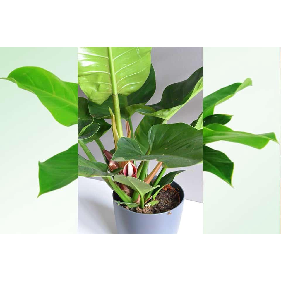 Cây trầu bà đế vương xanh