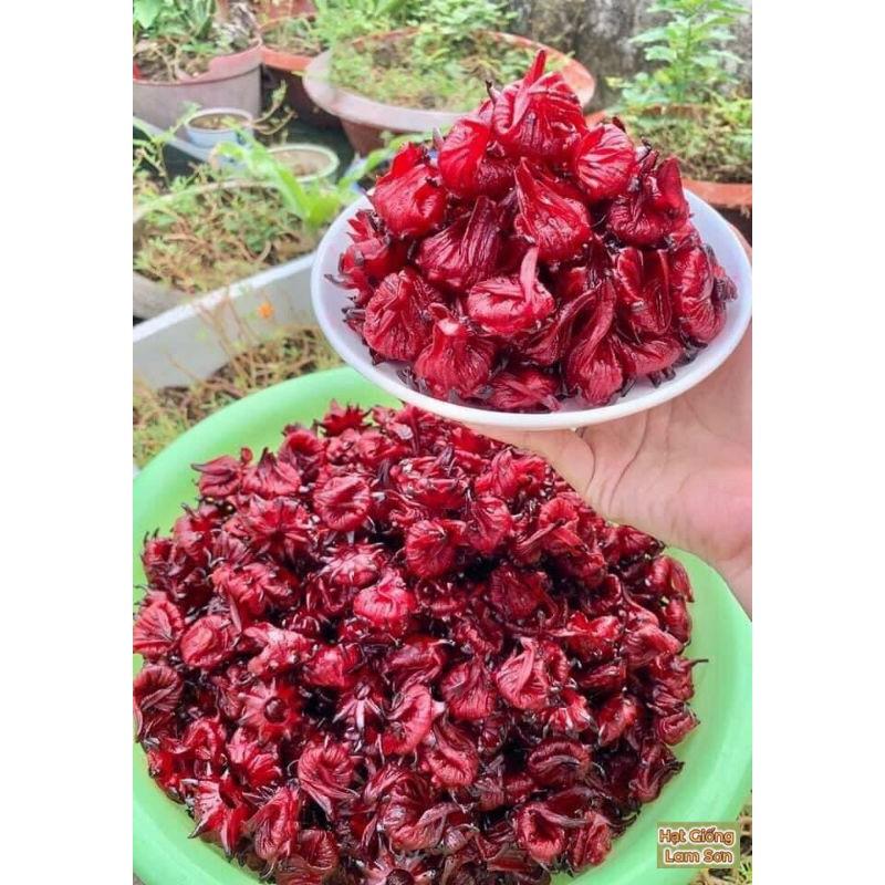 HẠT GIỐNG ATISO ĐỎ - Loại Cây Dễ Trồng, Nhiều Người Tìm Mua.