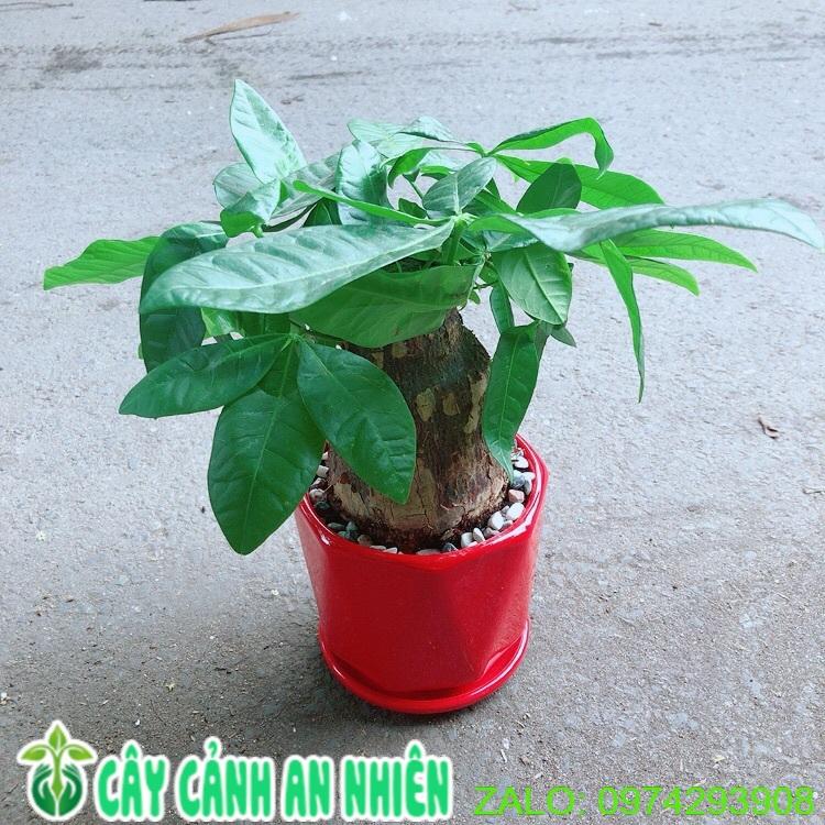 Chậu Kim Ngân 1 Thân