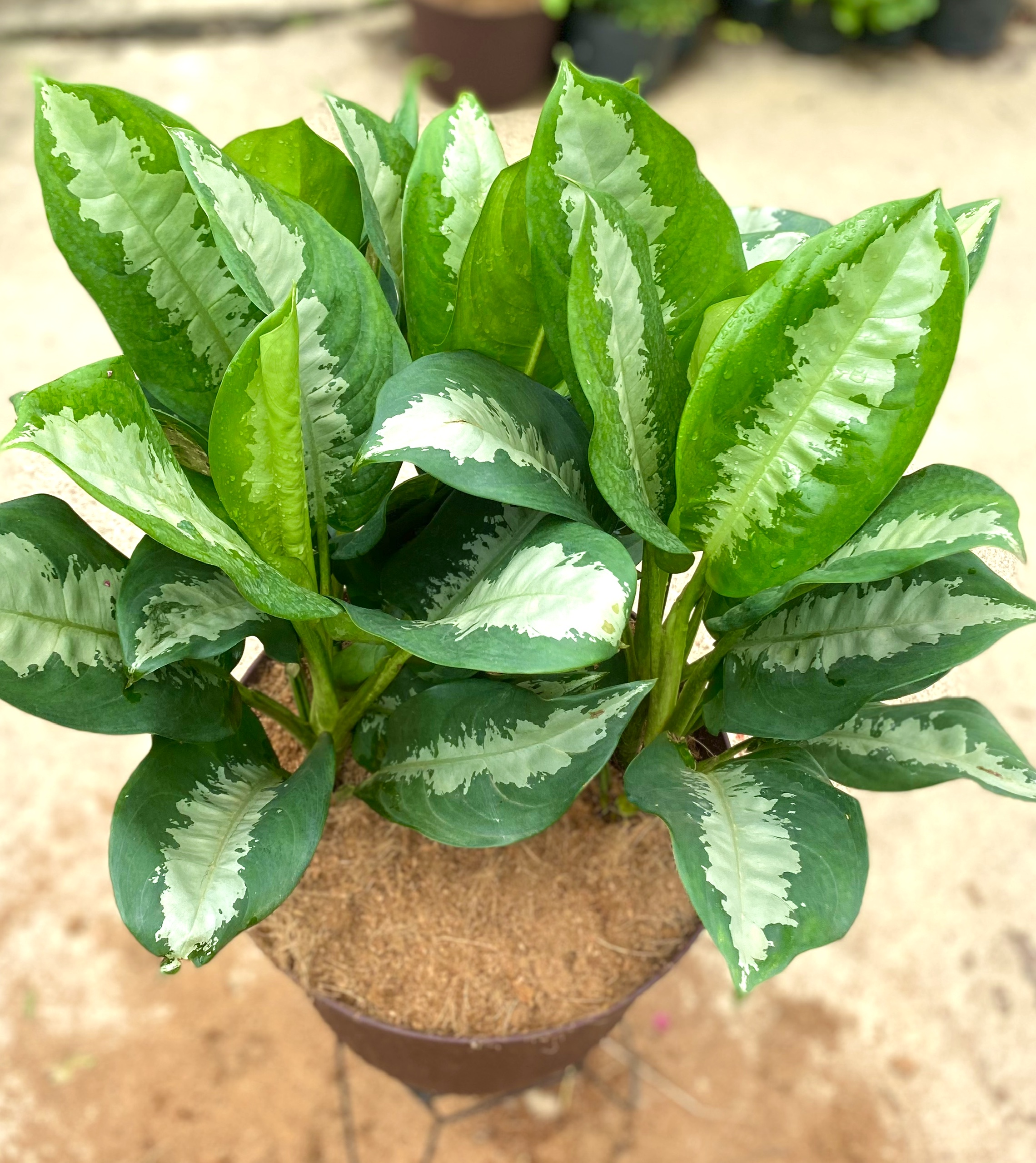 Chậu cây Thanh Lam trang trí văn phòng