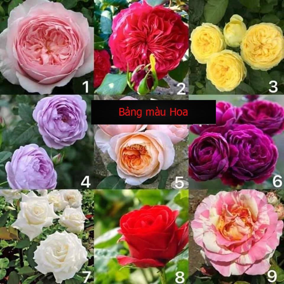 Gốc hoa hồng leo Pháp đầy đủ màu hoa