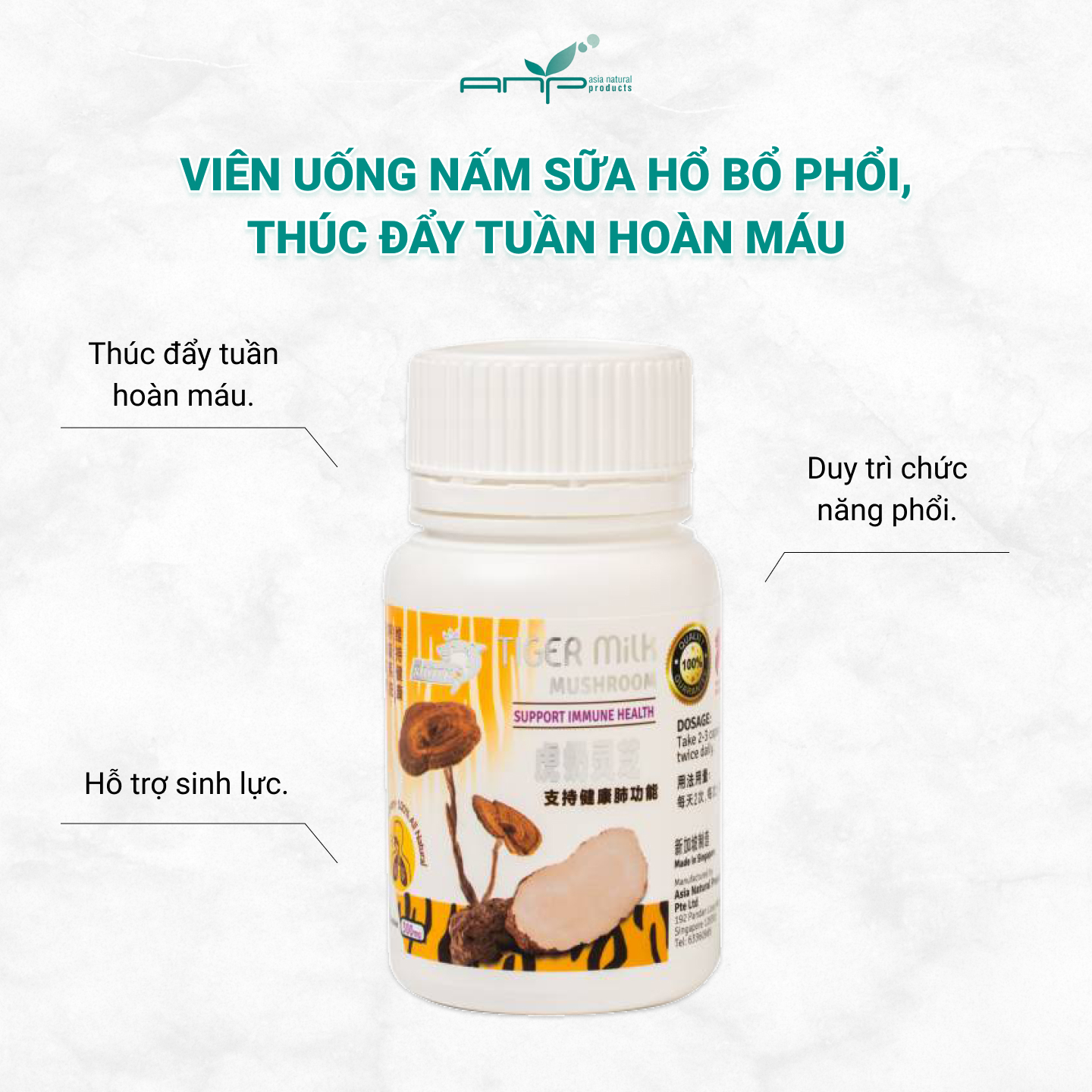 Viên Uống Tăng Khả Năng Tập Trung Tiger Milk Mushroom Giúp Thúc Đẩy Tuần Hoàn Máu Và Tăng Cường Sức Khỏe Cho Phổi