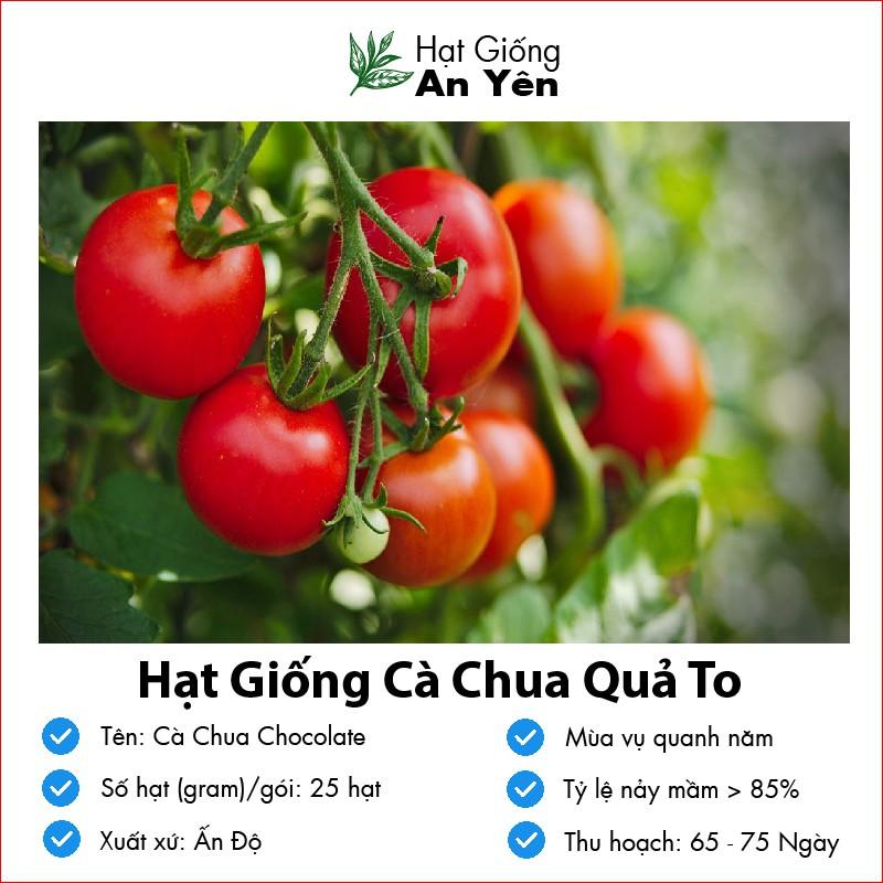 Hạt giống Cà Chua To Ấn Độ thu hoạch sớm, dễ trồng, nảy mầm cao, sinh trưởng khoẻ