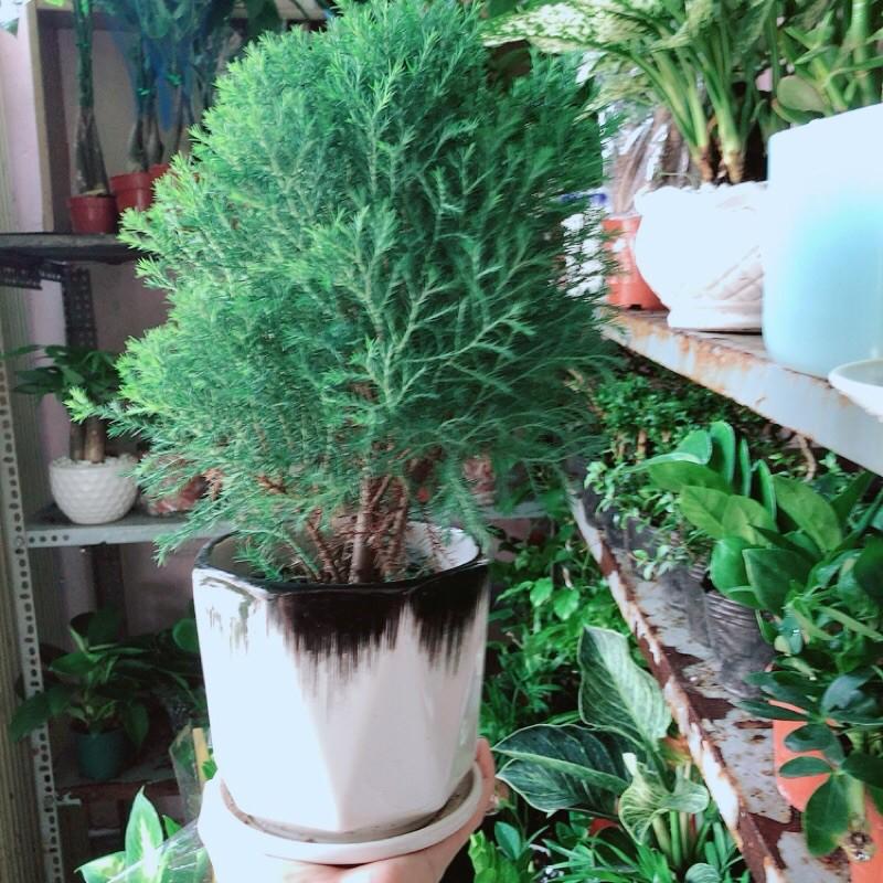 Cây Tùng Bồng Lai Kèm Chậu Sứ