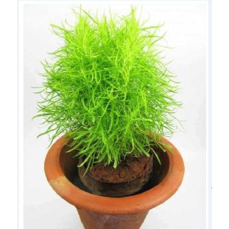 Hạt giống cây cỏ đổi màu kochia nhật bản 50 hạt/gói