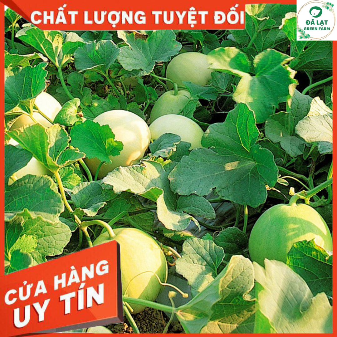 15H - HẠT GIỐNG DƯA LÊ SIÊU NGỌT