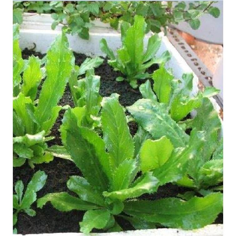 Hạt giống Ngò Gai – Mùi Tàu 2gr/gói