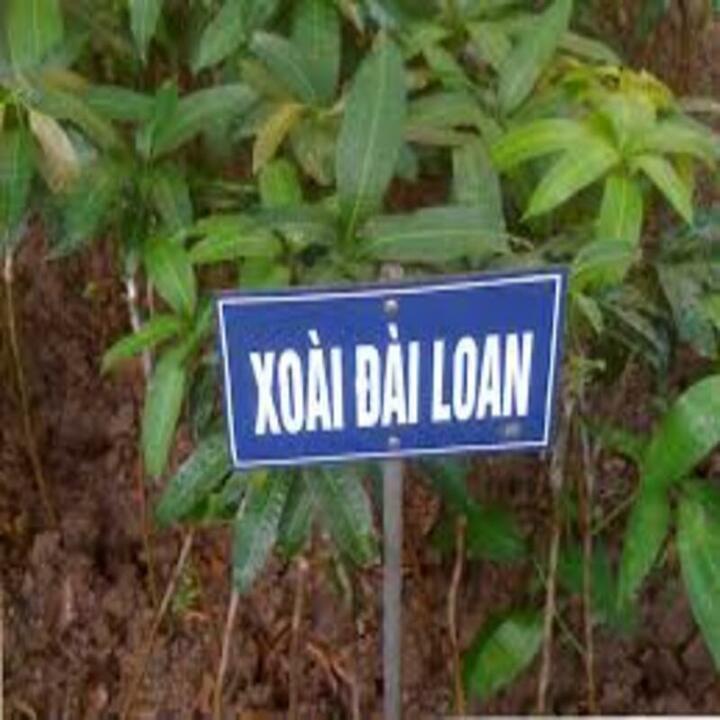 CÂY GIỐNG XOÀI ĐÀI LOAN SIÊU QUẢ- CAM KÊT GIỐNG CHUẨN F1