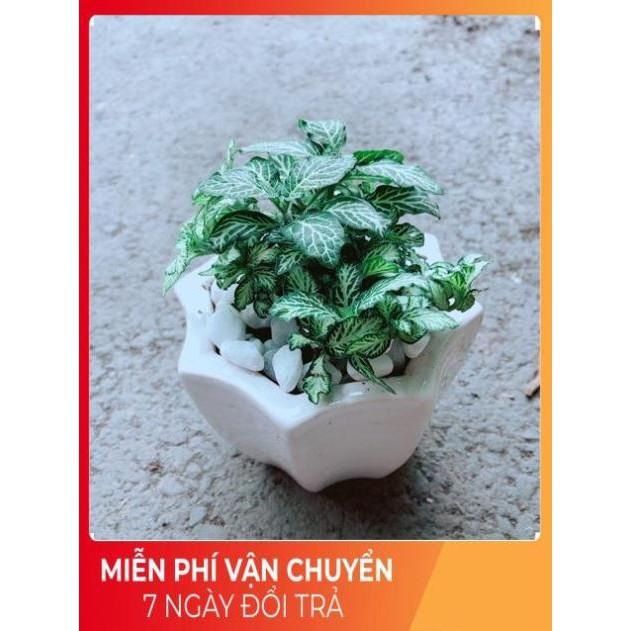 Chậu Cẩm Nhung Xanh