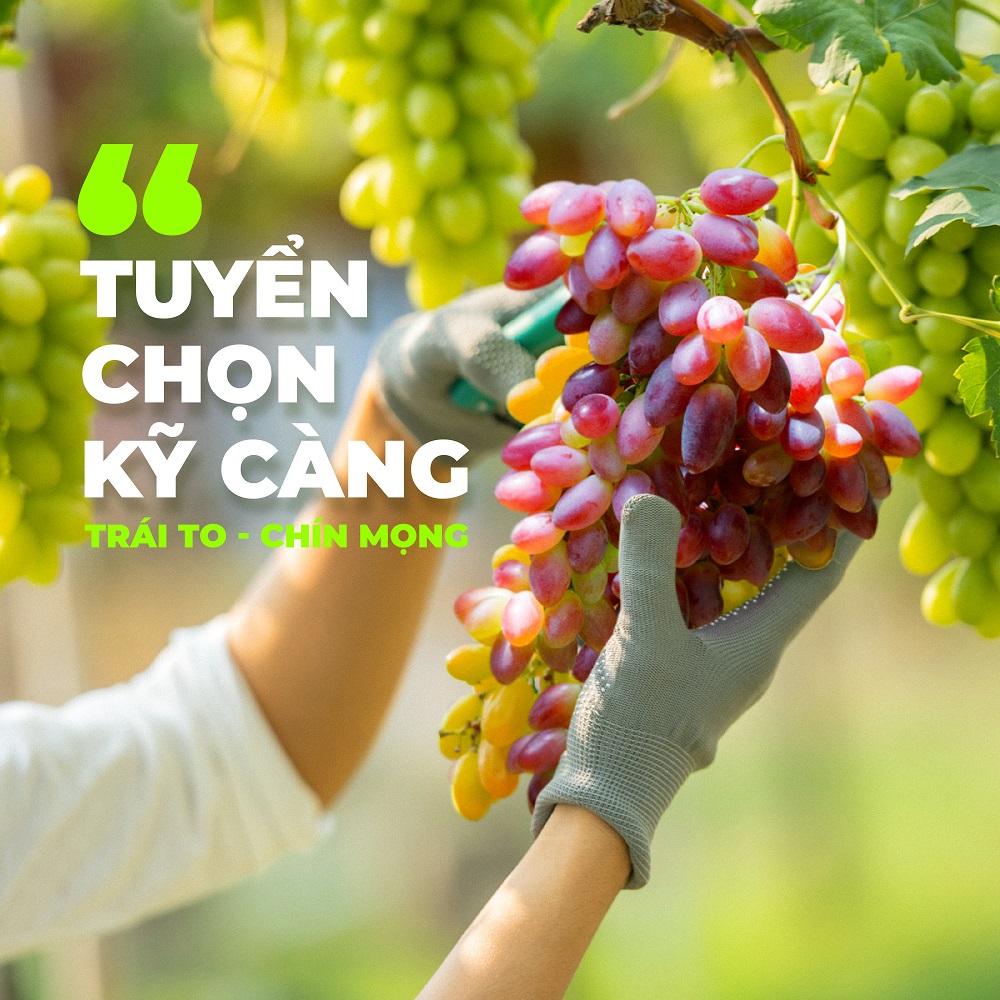 Nho khô Chile Raisins TANU NUTS 3 màu sấy chua ngọt không đường 400g