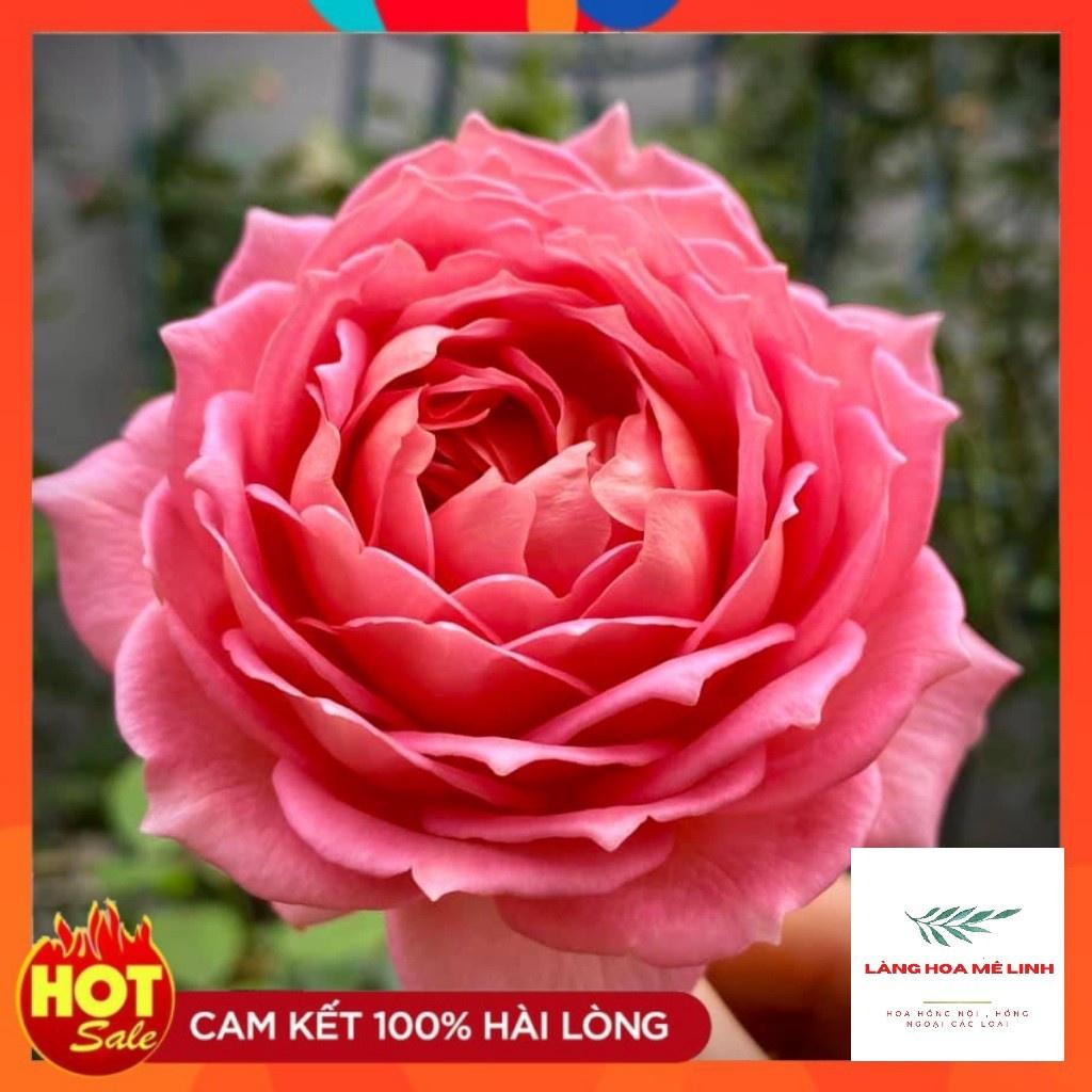 Cây Hoa hồng ngoại Jubilee Celebration rose – Bông lớn – Hương thơm đậm