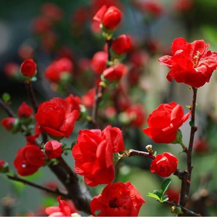 Hạt giống hoa mai trung quốc hoa màu đỏ