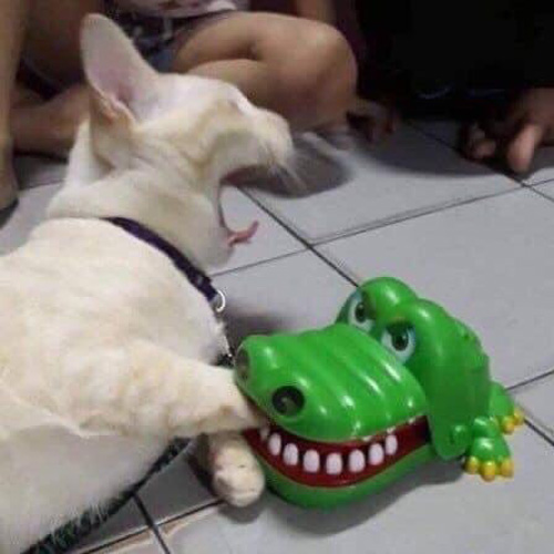 Đồ chơi cá sấu cắn tay Crocodile dentist -Trò chơi khám răng cá sấu chất liệu nhựa ABS an toàn cho bé giá rẻ cute - Đồ chơi bác sĩ khám răng cho cá sấu vui nhộn cho gia đình - Quà tặng sinh nhật