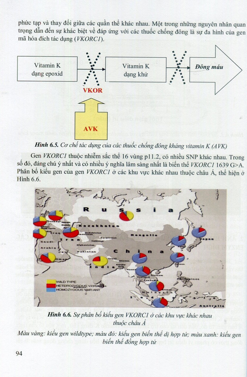 Gen Dược Học - Ảnh Hưởng Của Gen Đến Đáp Ứng Thuốc (Sách đào tạo sau đại học)