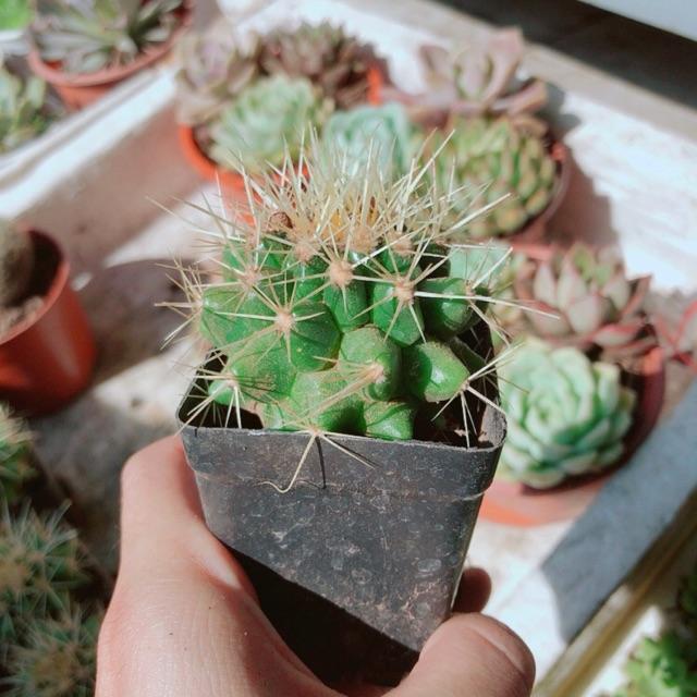 Xương rồng kim hồ