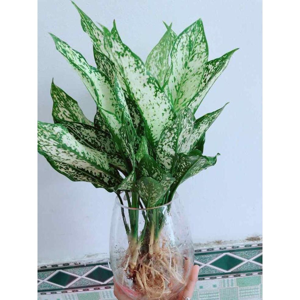 Chậu Ngọc Ngân Thuỷ Sinh Bán Chạy