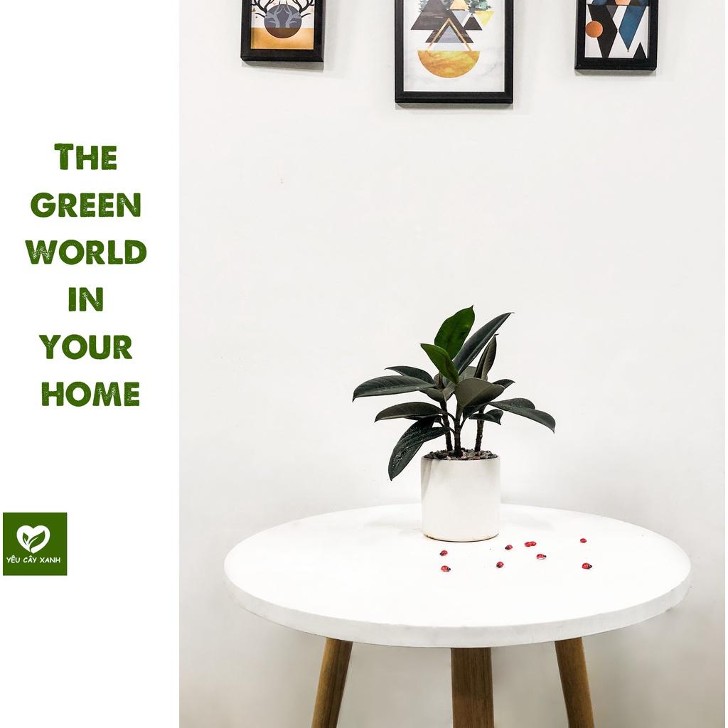 Cây Đa Búp Đỏ 3 Thân để bàn hợp phong thủy tượng trưng cho sự may mắn, hạnh phúc