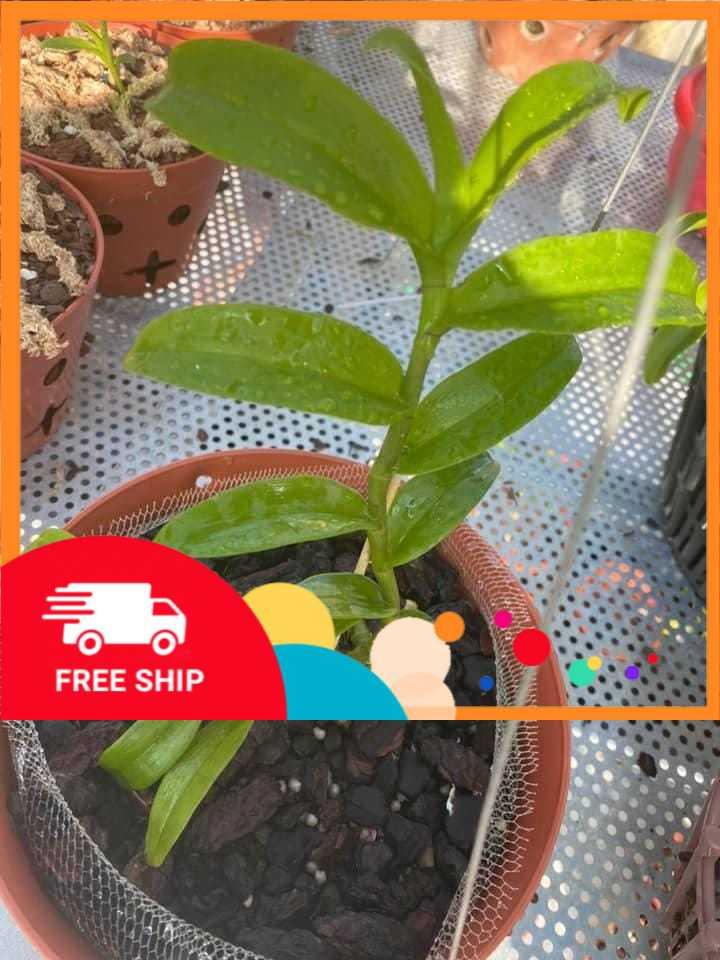 Phi điệp đột biến HỒNG GIA LAI CHẤT LƯỢNG UY TÍN