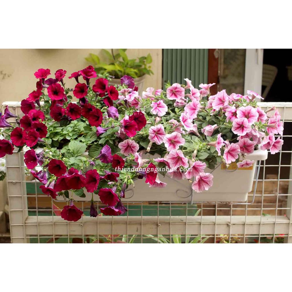 Combo 1 bộ móc sắt treo ban công + chậu chữ nhật dài 48cm x rộng 19,5cm