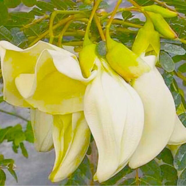 HẠT GIỐNG BÔNG SO ĐŨA MÓNG CHIM