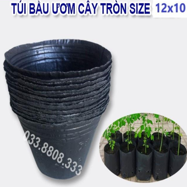 BẦU TRÒN ƯƠM CÂY 12X10 - HÀNG LOẠI 1