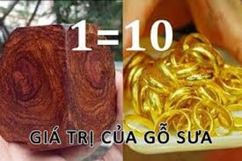 CÂY SƯA ĐỎ - CÂY LẤY GỖ GIÁ TRỊ KINH TẾ CAO, SIÊU LỢI NHUẬN, GỬI ĐI NGUYÊN BẦU
