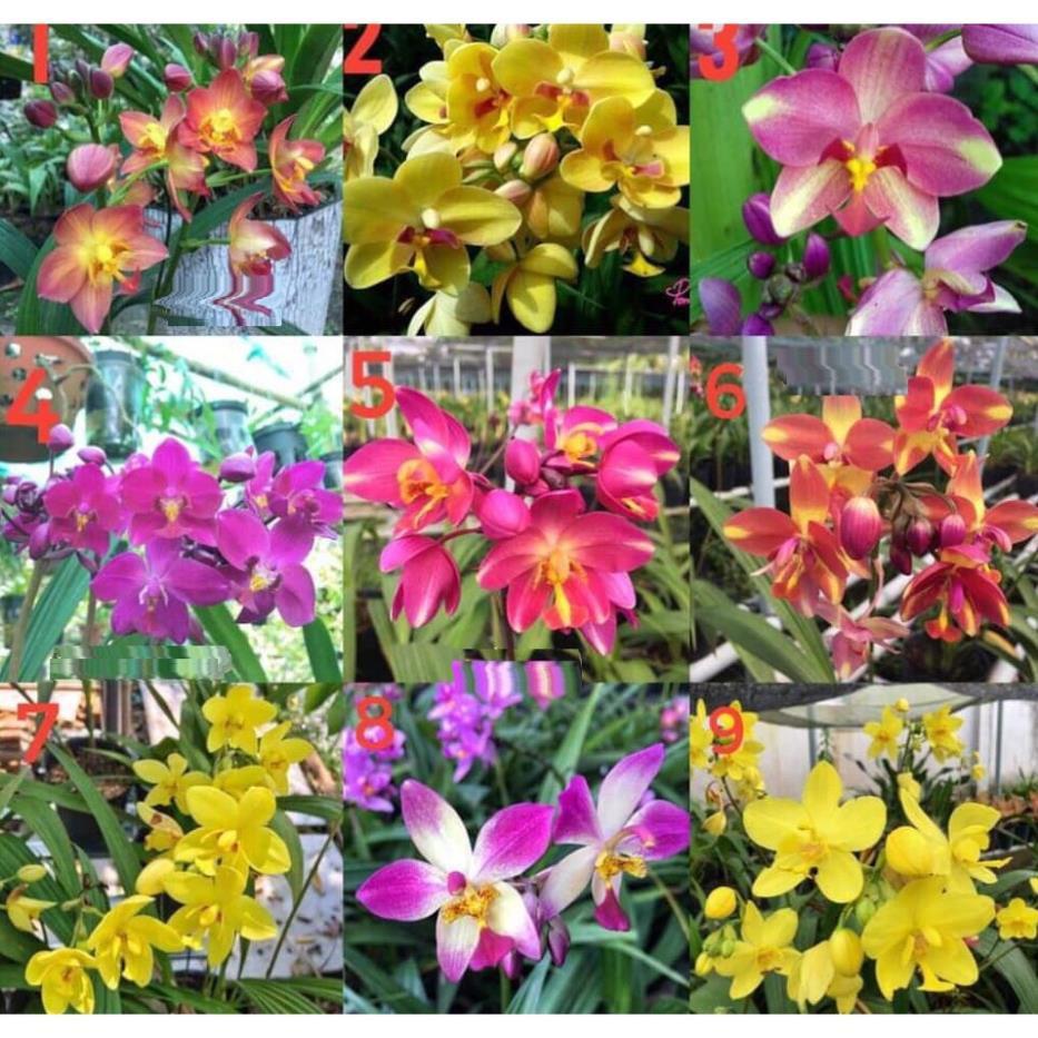 CHẬU GIỐNG HOA ĐỊA LAN CHU ĐỈNH ĐỦ MÀU -CÓ 12 MÀU, KHÔNG CHỌN MÀU + Tặng 01 cây dâu da đất