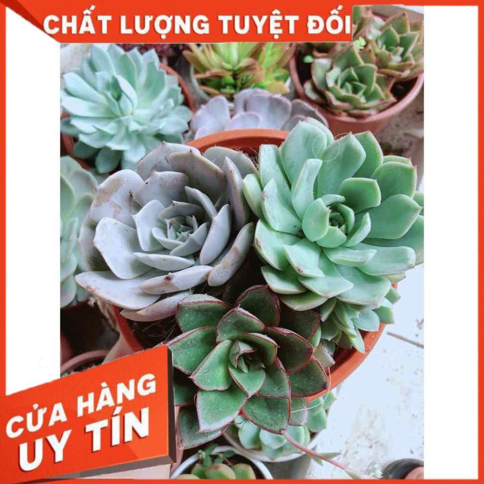 Sen đá mix 3 cây lớn Nhiều Người Mua