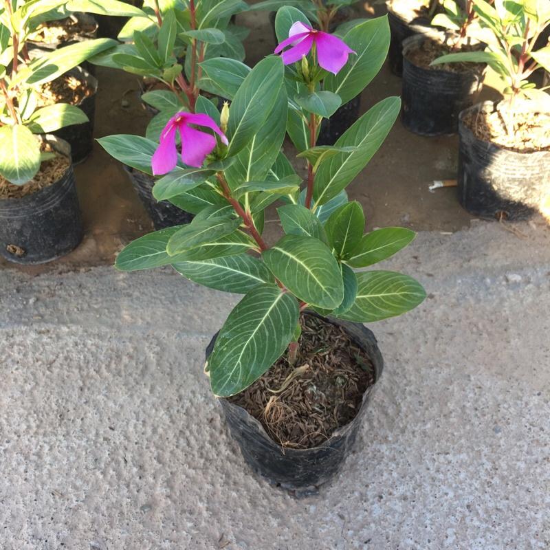 Hoa Dừa Cạn cây phát triển quanh năm đã có hoa và nụ