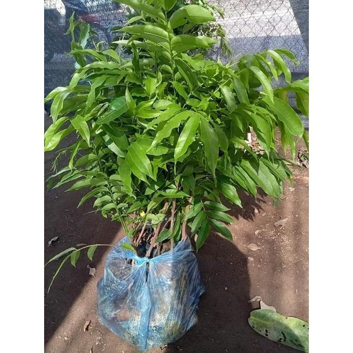 Cây Sấu giống
