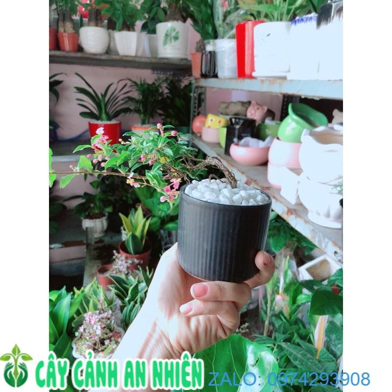 Chậu Cây Mai Hồng Ngọc Bonsai Mini