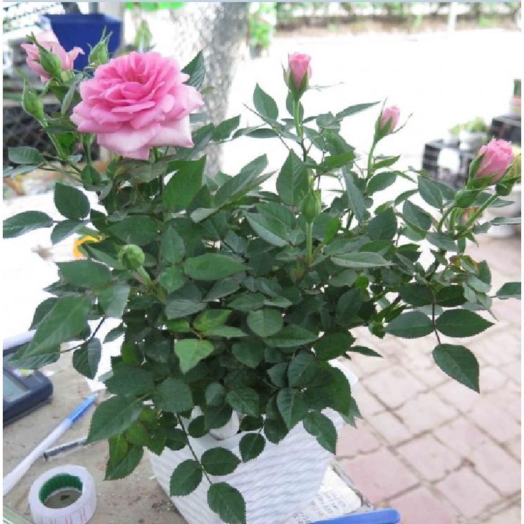 Hạt giống hoa hồng tỉ muội nhiều màu ,hạt giống chuẩn f1 - Gói 20 hạt