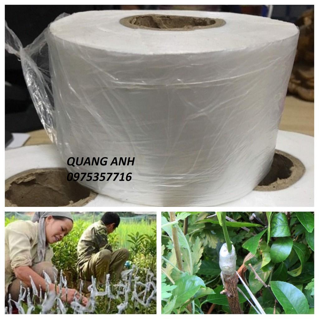 GIẤY GHÉP CÂY GIỐNG  kích thước 5x10cm