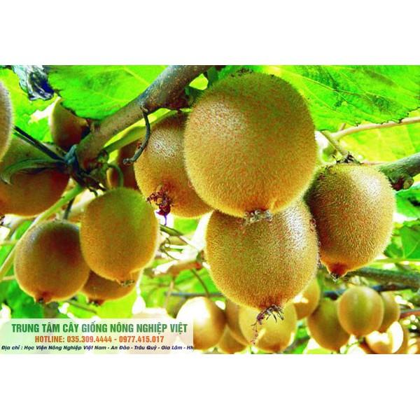 Cây Giống Kiwi Lùn