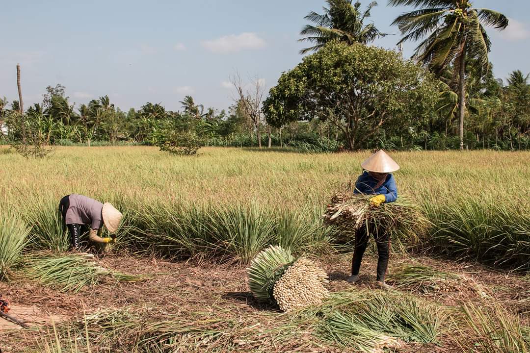 Tinh dầu Sả Chanh nguyên chất Mộc Mây - Xuất khẩu Châu Âu, xông phòng, khử mùi, thơm phòng, đuổi muỗi, thư giản