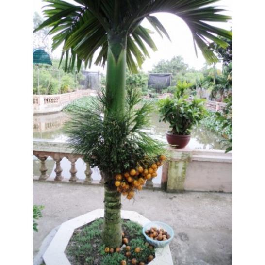 Cây cau lùn xịn cao 1m2