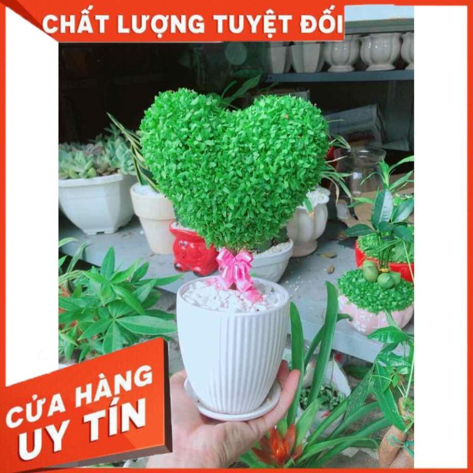 Chậu may mắn trái tim Nhiều Người Mua