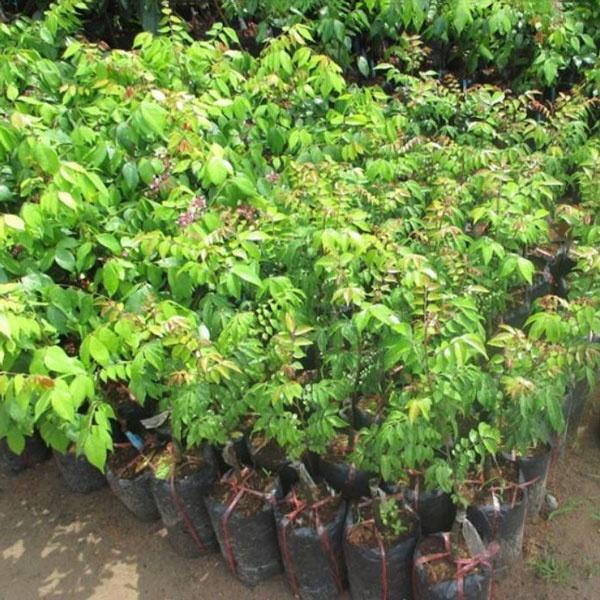 Cây giống khế ngọt