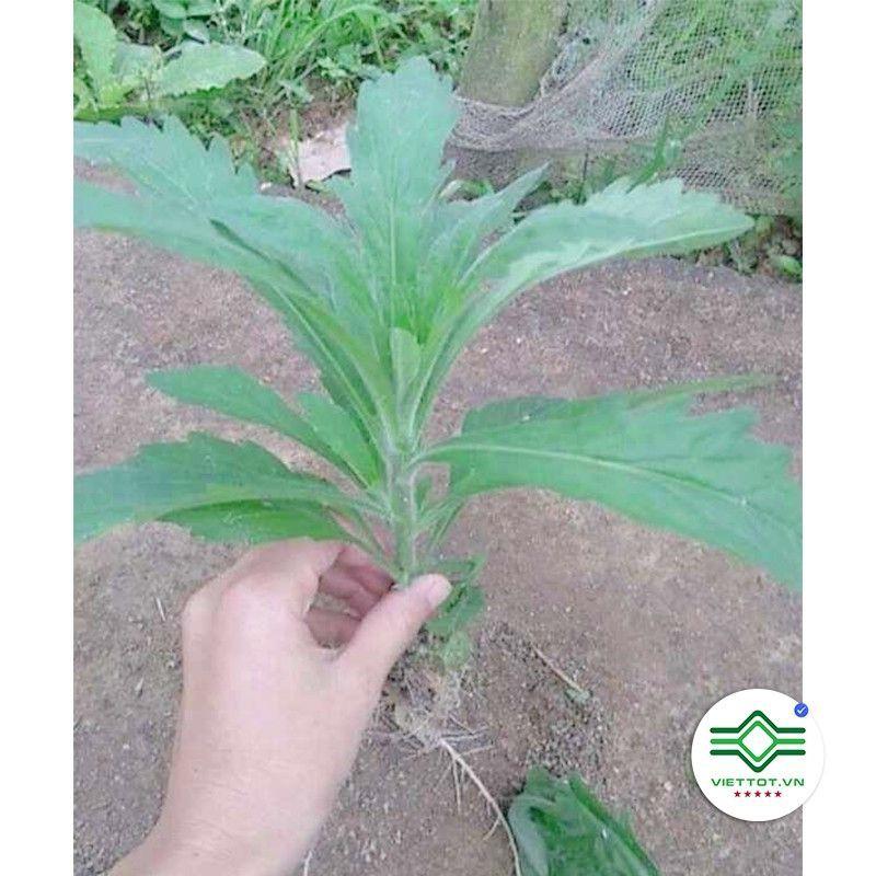 Ngải dại khô 1kg 681sp