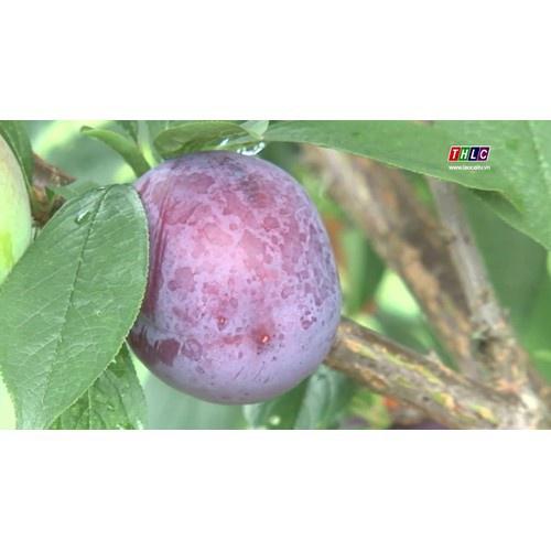 CÂY GIỐNG MẬN TÍM đen ngọt CHÍN SỚM BẮC HÀ
