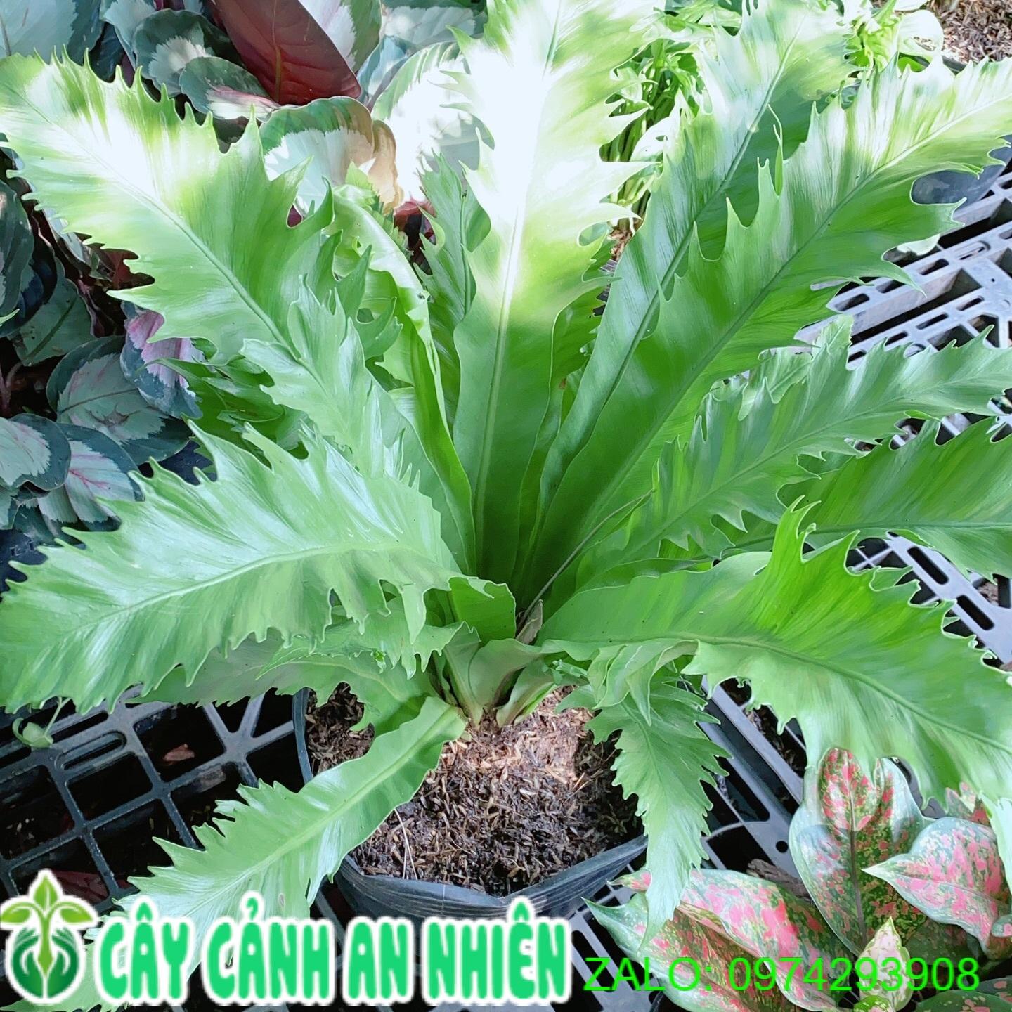 Cây Tổ Quạ