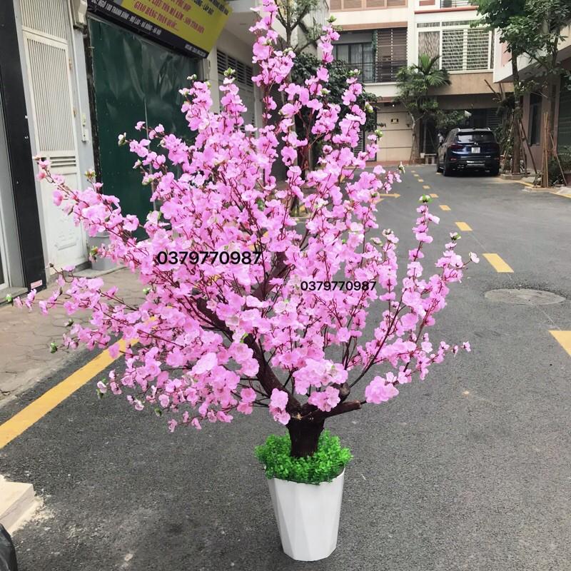 CHẬU CÂY HOÀN THIỆN - làm theo yêu cầu