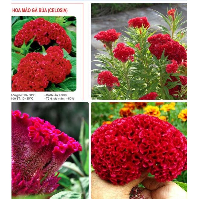 Hạt Giống Hoa Mồng Gà Búa Đỏ Nhung - Gói 50 hạt