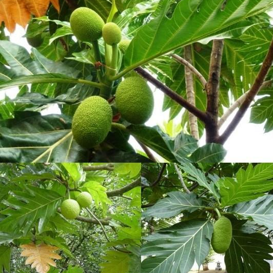 Cây GIỐNG Sa kê