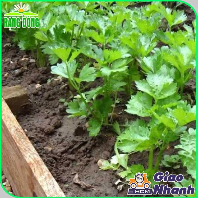 Hạt giống Cần Tây Thera (5g~7000 hạt) chiệu nhiệt tốt, nảy mầm đồng đều, năng suất cao - Hạt giống Rạng Đông