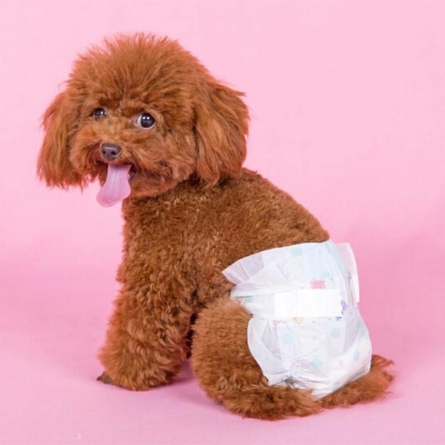 Hình ảnh BỈM CHO THÚ CƯNG loại bỉm siêu thấm - băng vệ sinh cho chó (1 chiếc)