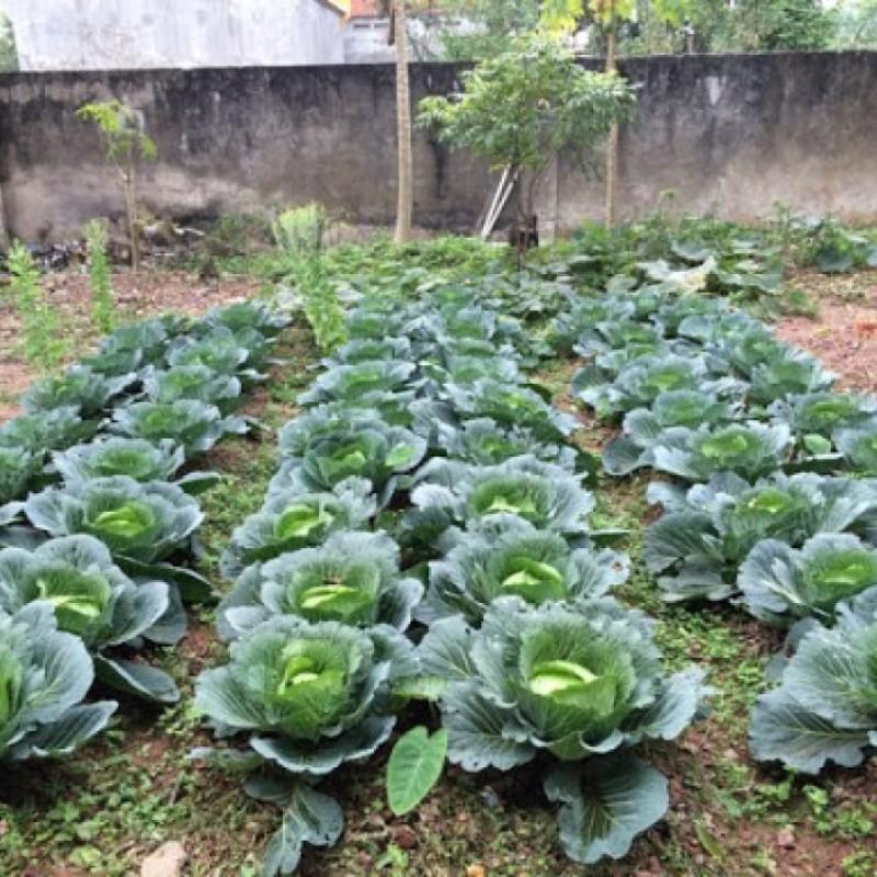 Hạt giống Bắp Cải nảy mầm tốt, sinh trưởng khỏe, chịu nhiệt tốt - Hạt giống Rạng Đông