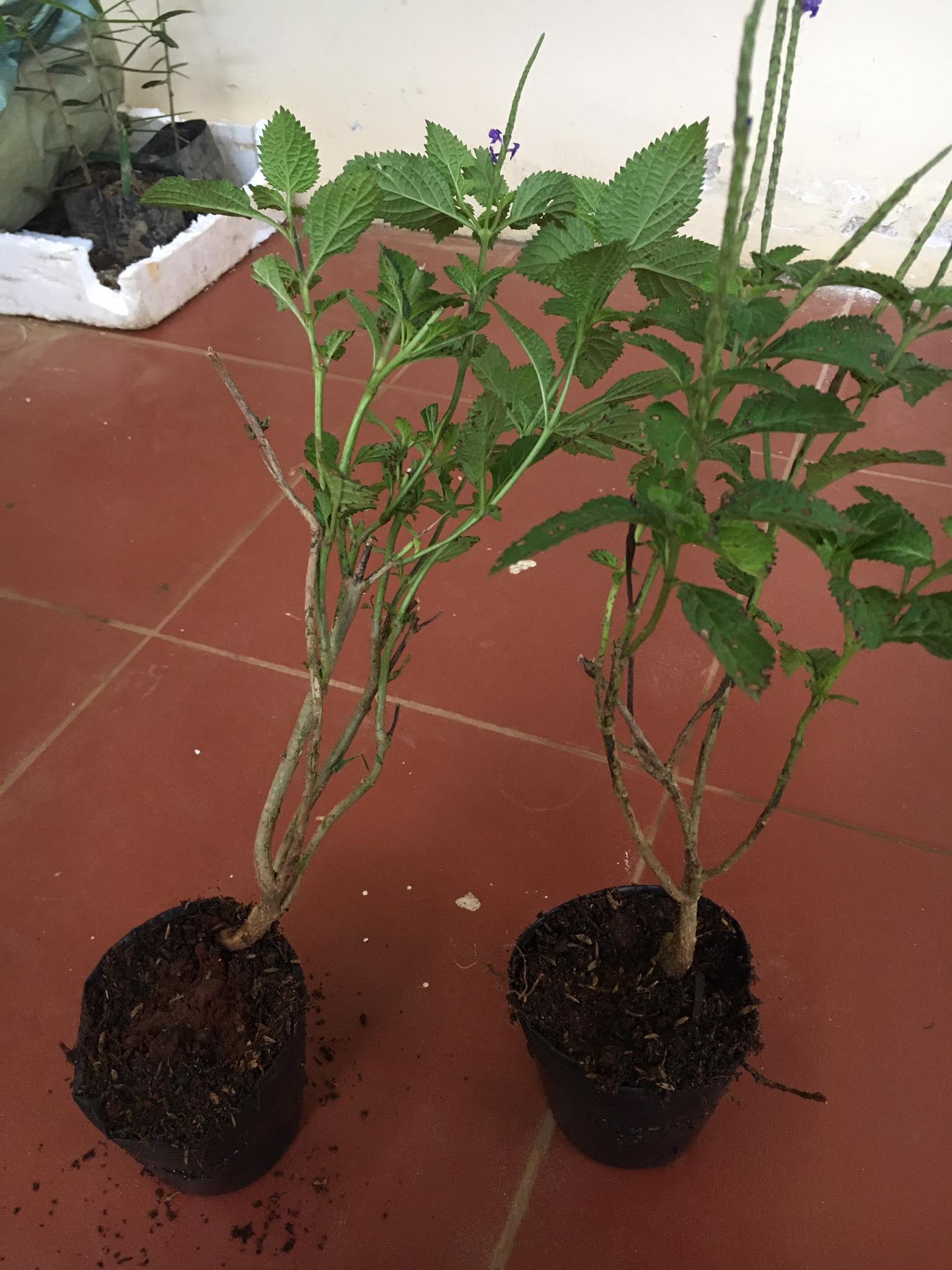 CHUẨN Cây giống Đuôi Chuột