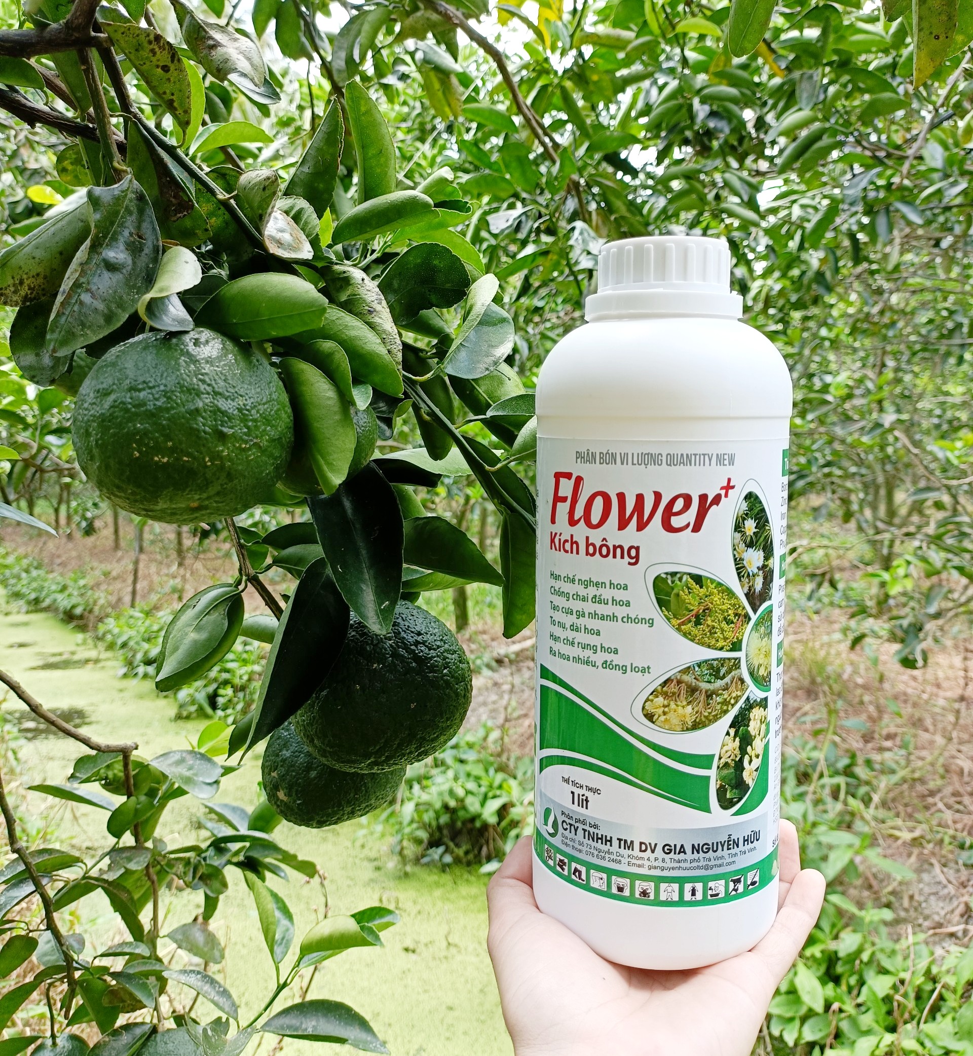 PHÂN BÓN THÚC RA HOA, PHÁ VỠ MẦM NGỦ, HOA RA ĐỀU VÀ ĐỒNG LOẠT - FLOWER THÚC RA BÔNG 1L