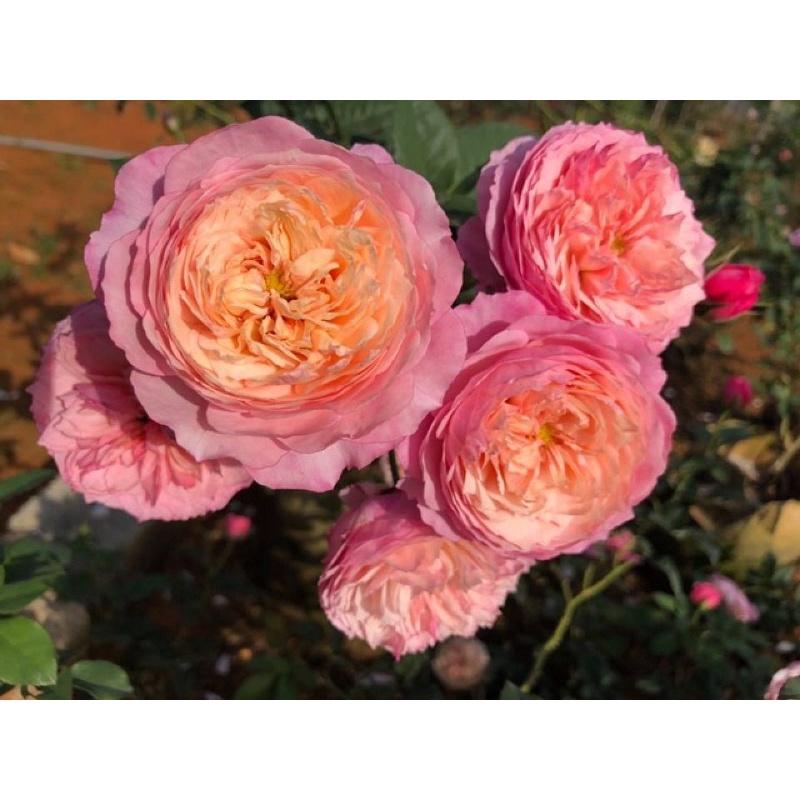 Hoa hồng ngoại Constance Rose - hồng bụi, hoa chùm